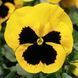 Дельта F1 yellow with blotch 100 шт, Syngenta Flowers, Нідерланди 1504 фото