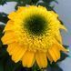 Echinacea DELIGHTFUL&trade; &lsquo;Gold&rsquo; 3041 фото 2
