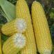 Рання насолода F1 LS, 2 500 шт,  Lark Seeds (США) 2688 фото 1