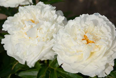 Petite Porcelain 3/5 2293 фото