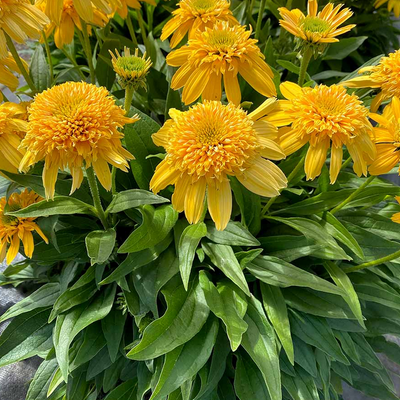 Echinacea DELIGHTFUL&trade; &lsquo;Sunshine&rsquo; 3042 фото