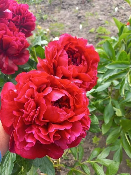 Henry Bockstoce 3/5 0001 фото