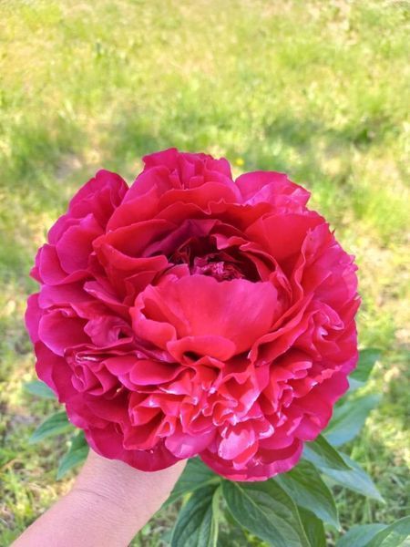 Henry Bockstoce 3/5 0001 фото