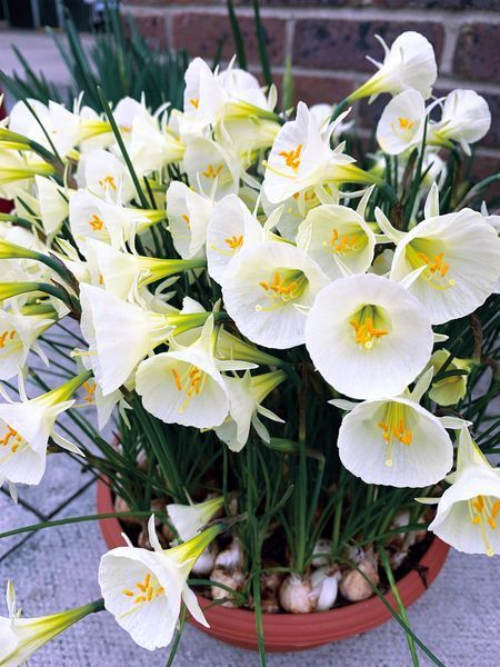 Нарцис Arctic Bells 9+ 0216 фото