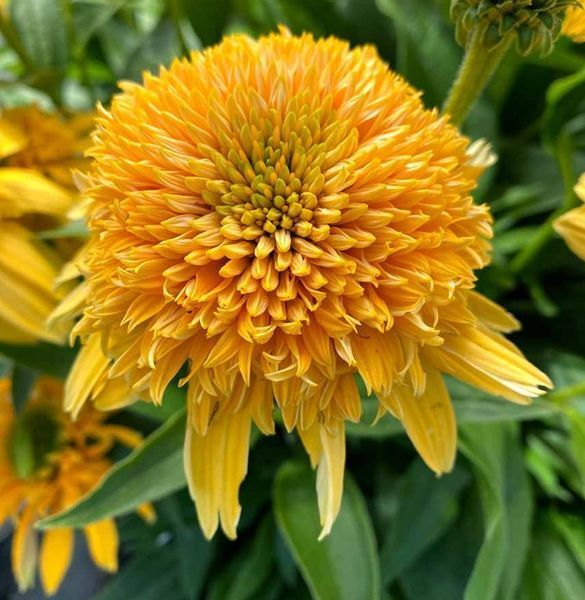 Echinacea DELIGHTFUL&trade; &lsquo;Sunshine&rsquo; 3042 фото