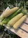 Дефендер F1 LS, 2 500 шт, Lark Seeds (США) 2689 фото 1