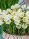 Нарцис Arctic Bells 9+ 0216 фото 3