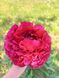 Henry Bockstoce 3/5 0001 фото 4