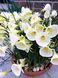 Нарцис Arctic Bells 9+ 0216 фото 2