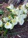Нарцис Arctic Bells 9+ 0216 фото 1