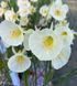 Нарцис Arctic Bells 9+ 0216 фото 4