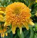 Echinacea DELIGHTFUL&trade; &lsquo;Sunshine&rsquo; 3042 фото 2