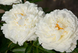 Petite Porcelain 3/5 2293 фото 3