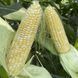 Дефендер F1 LS, 2 500 шт, Lark Seeds (США) 2689 фото 2