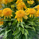 Echinacea DELIGHTFUL&trade; &lsquo;Sunshine&rsquo; 3042 фото 1