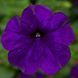 Фотофініш F1 blue 50 драже, каскадна, Syngenta Flowers, Нідерланди 1848 фото