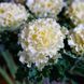 Капуста Крейн Раффл F1 white 10 шт Новинка 2840 фото