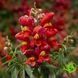 Снаптіні F1 sunglow 100 драже, Syngenta Flowers, Нідерланди 1698 фото
