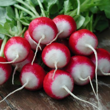 Полонеза 2 г, Moravo seeds (Чехія) 1359 фото