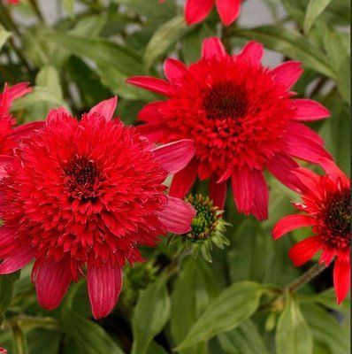 Echinacea DELIGHTFUL&trade; &lsquo;Sangria&rsquo; 3043 фото