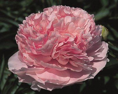 Pink Parfait 3/5 0367 фото