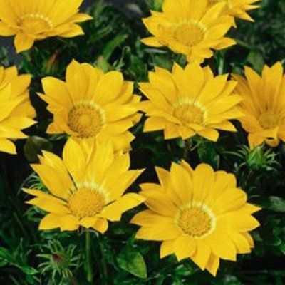 Газу F1 жовта 100 шт,Syngenta Flowers, Нідерланди 1999 фото