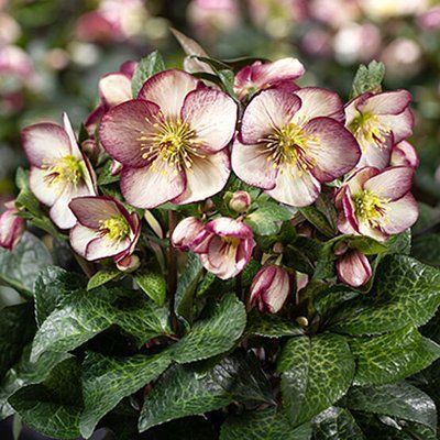 Ice N&acute; Roses Macy Marble 3085 фото