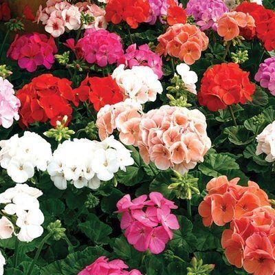 Маверік F1 mix 100 шт,Syngenta Flowers, Нідерланди 1949 фото