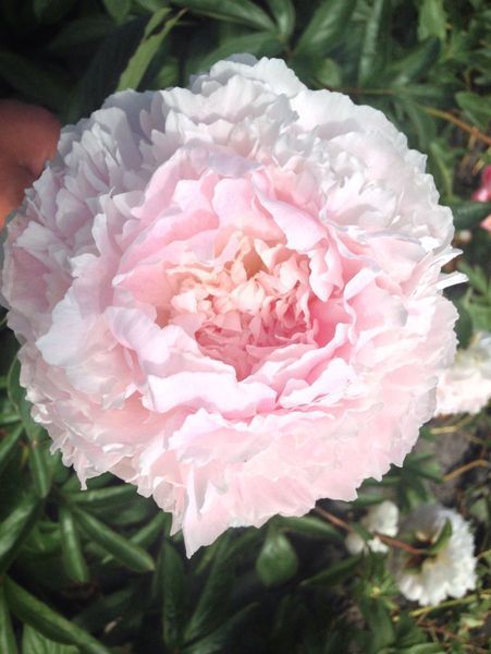 Pink Parfait 3/5 0367 фото