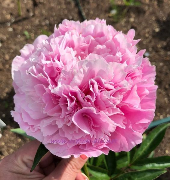 Pink Parfait 3/5 0367 фото