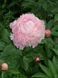 Pink Parfait 3/5 0367 фото 4