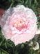 Pink Parfait 3/5 0367 фото 2