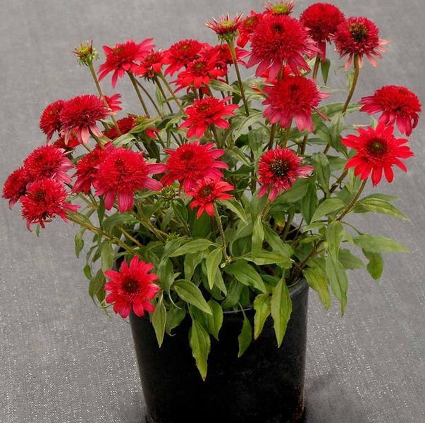 Echinacea DELIGHTFUL&trade; &lsquo;Sangria&rsquo; 3043 фото