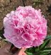 Pink Parfait 3/5 0367 фото 3