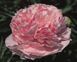 Pink Parfait 3/5 0367 фото 1