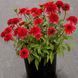 Echinacea DELIGHTFUL&trade; &lsquo;Sangria&rsquo; 3043 фото 2