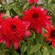Echinacea DELIGHTFUL&trade; &lsquo;Sangria&rsquo; 3043 фото 1