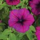 Фотофініш F1 burgundy 50 драже, каскадний,Syngenta Flowers, Нідерланди 1849 фото