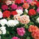 Маверік F1 mix 100 шт,Syngenta Flowers, Нідерланди 1949 фото