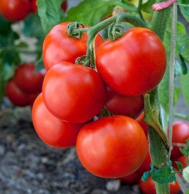 Тайпринц F1 великоплідний, 20 шт, United Genetics (Італія) 0839 фото