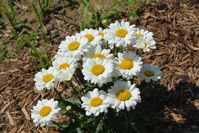 Ромашка Sweet daisy Jane 27114 фото