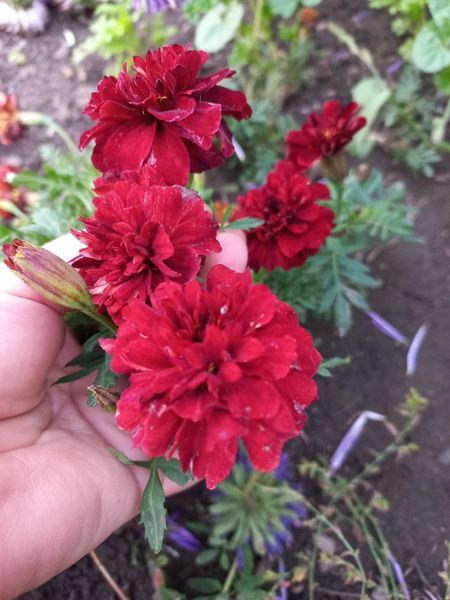 Чорнобривці відхилені Strawberry Blonde 0091 фото