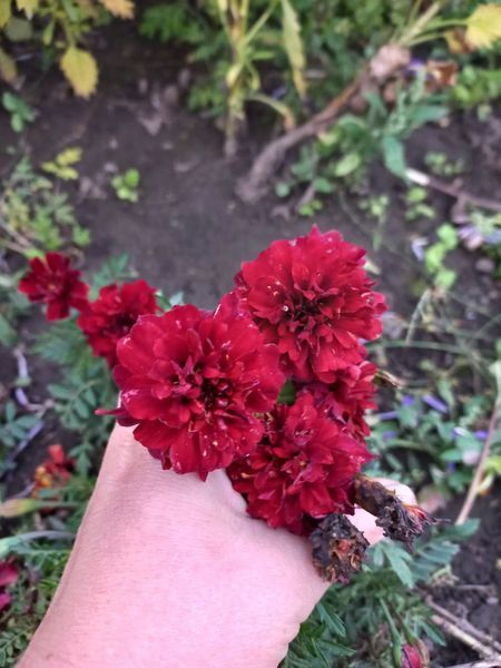Чорнобривці відхилені Strawberry Blonde 0091 фото