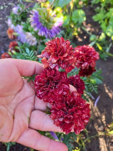 Чорнобривці відхилені Strawberry Blonde 0091 фото