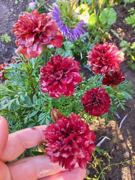 Чорнобривці відхилені Strawberry Blonde 0091 фото