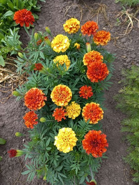 Чорнобривці відхилені Strawberry Blonde 0091 фото