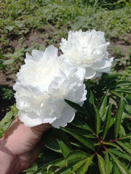 Madame Claude Tain 3/5 0041 фото