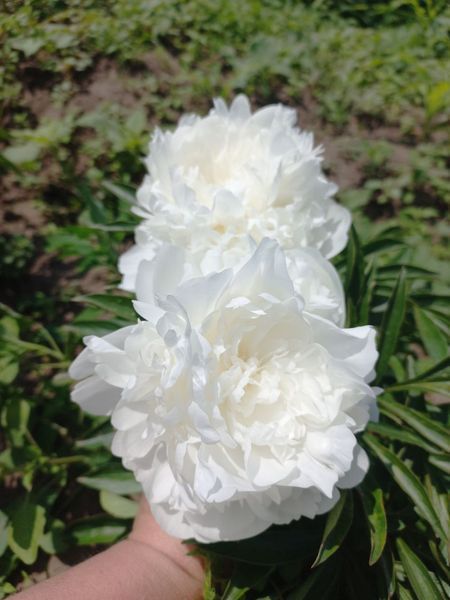 Madame Claude Tain 3/5 0041 фото