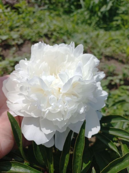 Madame Claude Tain 3/5 0041 фото