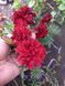 Чорнобривці відхилені Strawberry Blonde 0091 фото 5